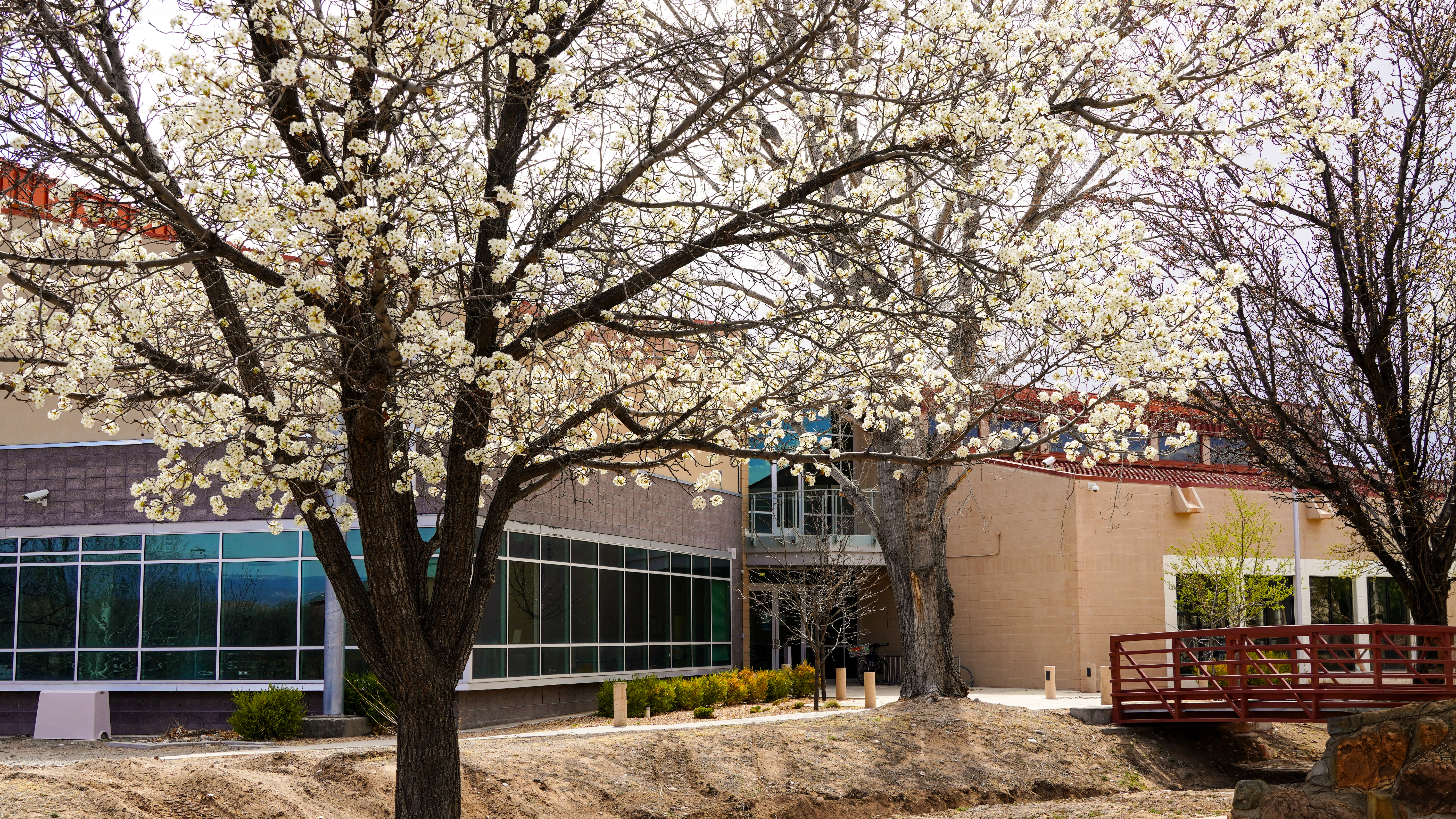 The Ben Lujan Library seen through flowering fruit trees. 