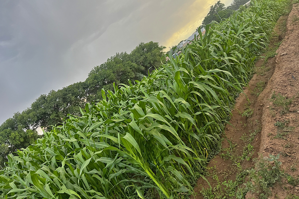 Rows of corn growing in the ¡Sostenga! Garden 